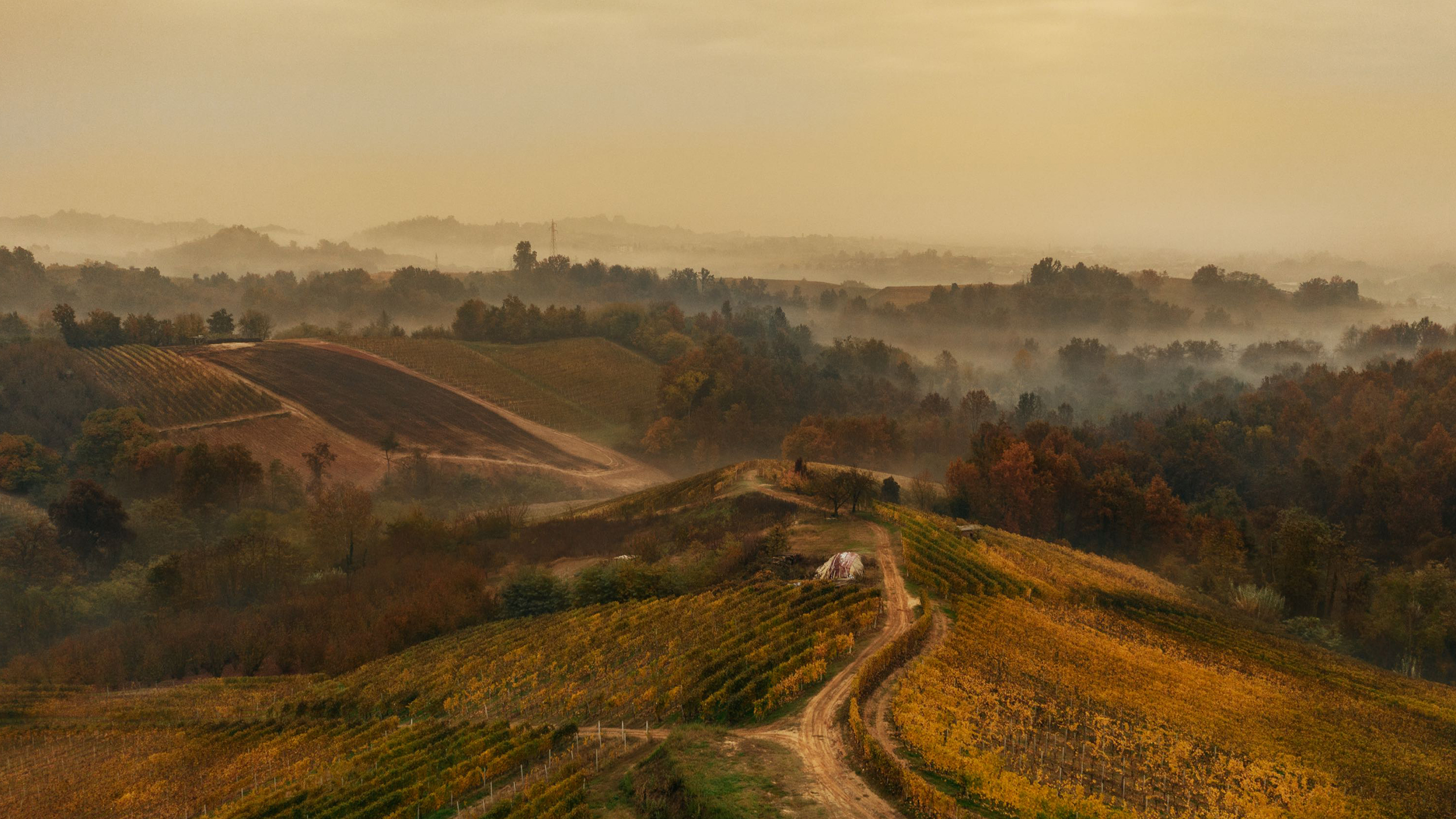 Vigna autunno Pelassa