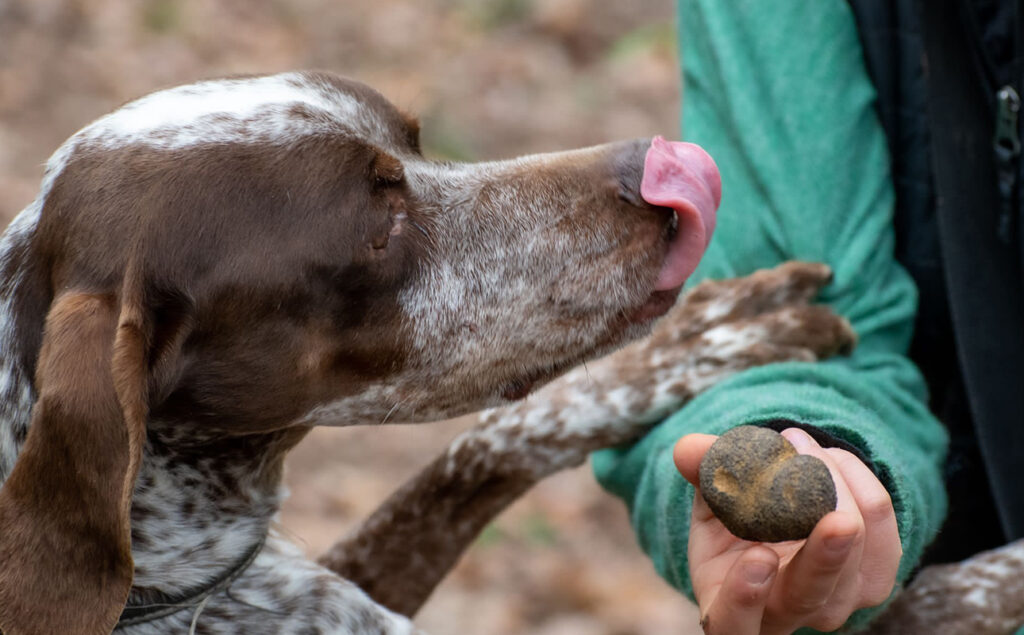 Truffle hunting and wine tasting